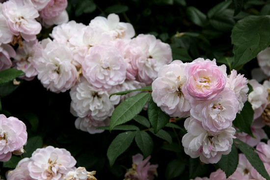 rosier-jardin-des-lianes.jpg